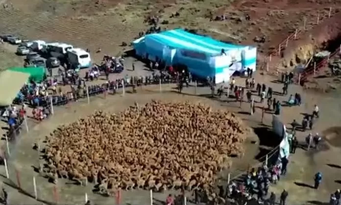 Huancavelica tradicional Chaccu de vicuña para promover el turismo