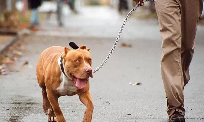 Argentina Ocho A Os De Prisi N A Due O De Pitbull Que Mat A Un Ni O