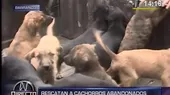 Barranco: Municipalidad rescata a cachorros abandonados - Noticias de Perritos