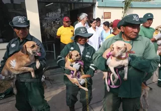 La mayoría de canes rescatados en La Victoria fueron adoptados 