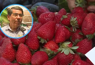 Alerta por fresas con altos índices de pesticidas