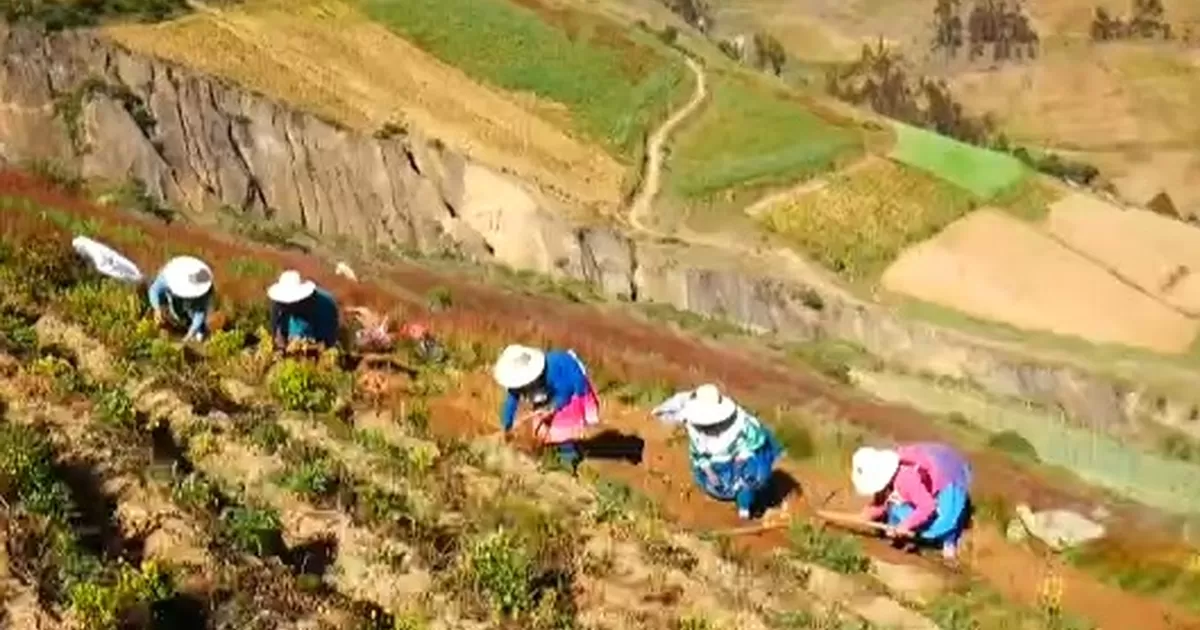 Agro Rural defiende licitación de urea
