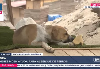 Mi Perú: Jóvenes piden ayuda para solventar albergue para perros