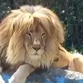 Alistan tradicional corte de pelo a león nacido en cautiverio