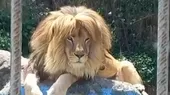 Alistan tradicional corte de pelo a león nacido en cautiverio - Noticias de corte