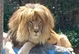 Alistan tradicional corte de pelo a león nacido en cautiverio