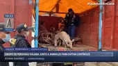 Andahuaylas: Vecinos se trasladaron en camión con animales para evitar control - Noticias de andahuaylas