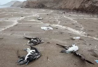 Gaviotas muertas aparecen en Chorrillos