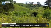 Vraem: Agricultores abandonaron cultivos de hoja de coca  - Noticias de vraem