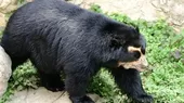 Apurímac: Hallan muerto a un oso de anteojos con soga en el cuello - Noticias de servicio-nacional-forestal-y-de-fauna-silvestre