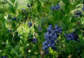 Arándanos: Los beneficios del denominado "oro azul"