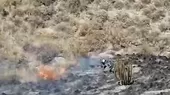 Arequipa: incendio forestal en faldas del volcán Misti fue controlado - Noticias de volcan