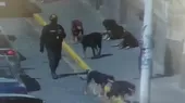 Arequipa: Jauría atacó a tres personas en calles del centro histórico - Noticias de perros
