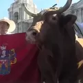 Arequipa: sacan a pasear a toro de pelea por las calles de Arequipa en su aniversario