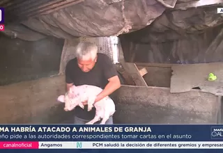 Ate: Puma habría atacado a animales de granja