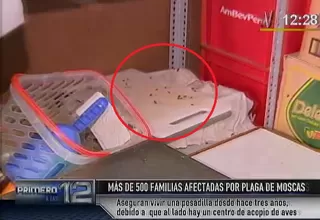 Ate: más de 500 familias afectadas por plaga de moscas