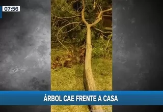 Ate: Vecinos salvaron de morir tras caída de árbol por donde caminaban 