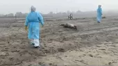 Aumentan muertes de lobos marinos por gripe aviar - Noticias de gripe aviar