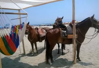 Caballos usados para dar paseos no reciben agua ni sombra en una playa de Lurín 