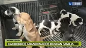 Cachorros abandonados buscan familia - Noticias de familia-chaupe