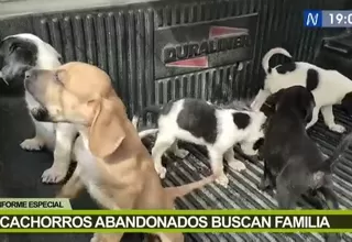 Cachorros abandonados buscan familia