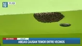 Callao: panal de abejas causa temor entre vecinos de la urbanización Playa Rímac - Noticias de playa