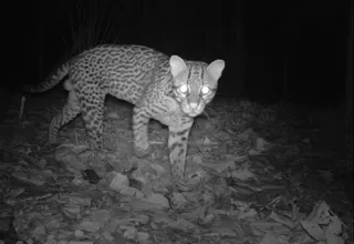 Registran miles de fotos con cámaras ocultas en el Parque Nacional del Manu