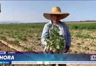 Cañete: Agricultores destruyen cultivos de papa por plaga agravada por el cambio climático