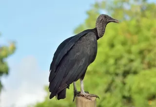 Gallinazo generó corte de luz en varios distritos de Lima