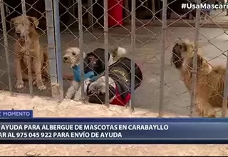 Carabayllo: Piden ayuda para albergue que refugia a 116 perros y gatos