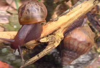 Caracol gigante africano: advierten de su presencia en distintos puntos del Perú