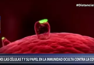 Coronavirus: Las Células T y su papel en la inmunidad oculta contra la COVID-19