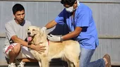 Personal del Minsa vacunará a cerca de 4 millones de canes para prevenir la rabia - Noticias de can