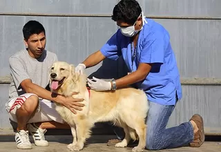 Personal del Minsa vacunará a cerca de 4 millones de canes para prevenir la rabia