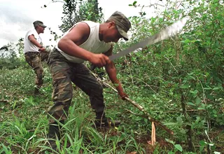 Cerca de veinte mil hectáreas de coca fueron retiradas del Perú durante el 2015