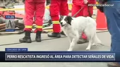 Cercado: Perro rescatista ingresó a derrumbe para detectar signos de vida de obrero atrapado  - Noticias de obrero