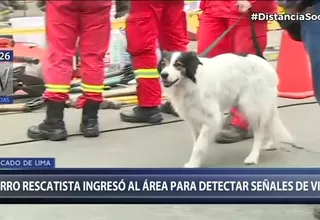 Cercado: Perro rescatista ingresó a derrumbe para detectar signos de vida de obrero atrapado 