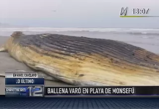 Chiclayo: ballena jorobada varó en playa de Monsefú