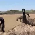 Chiclayo: criadero de avestruces y emúes vuelve a recibir visitantes