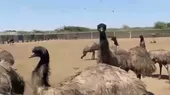 Chiclayo: criadero de avestruces y emúes vuelve a recibir visitantes - Noticias de dina-boluarte