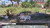 Chiclayo: Vecinos exigen identificar a responsables de matanza de gatos - Noticias de responsables