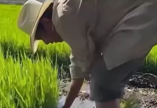 Chiclayo: precio de fertilizante muestra tendencia a la baja