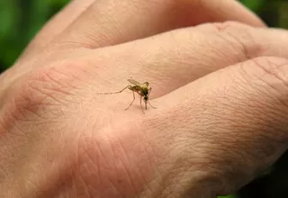 Chikungunya: Ejecutivo levanta la alerta nacional por el virus 