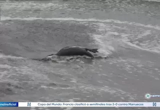 Hallazgo de pingüinos de Humboldt y aves marinas muertas en la playa Yapa de Chilca
