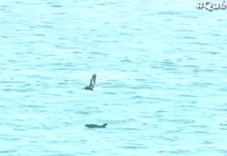 Grupo de delfines apareció en la playa La Herradura durante aislamiento social