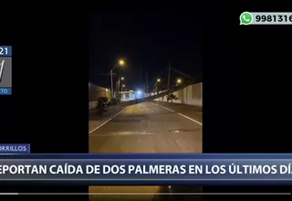 Chorrillos: Reportan caída de dos palmeras en los últimos días