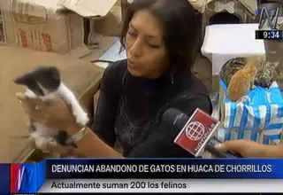 Chorrillos: cientos de gatos son abandonados en huaca ‘La Lechuza'