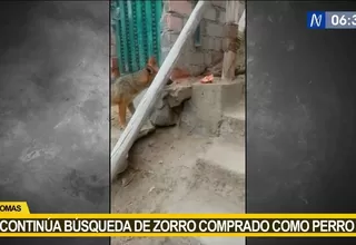 Comas: Siguen buscando a zorro que fue comprado como perro 