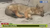 Comas: Encuentran a zorro ‘Run Run’ - Noticias de zorro