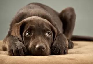 Toma estos consejos y protege a tus mascotas del ruido de los pirotécnicos